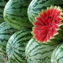 Agripinna