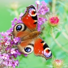 Animaisa