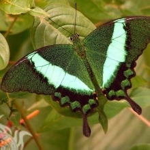 Atitalla
