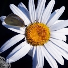 Azapa