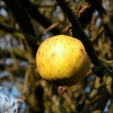 Dzhasima