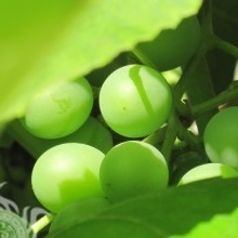 Efosiniia