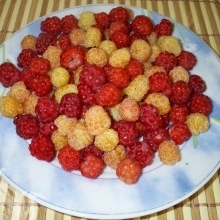 Estrelli
