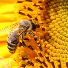 Fraonida