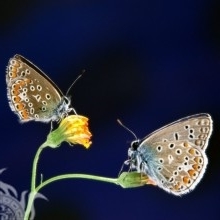 Ilianora
