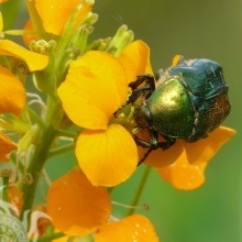 Mikolamarfa