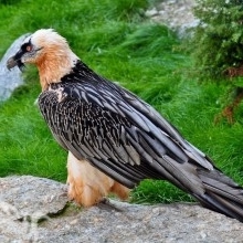 Ragmila